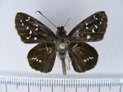 Hypoleucis ophiusa ophir