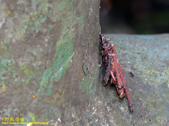 Psychidae