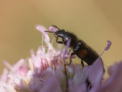 Divales bipustulatus