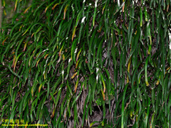 Haplopteris anguste-elongata