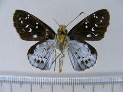 Hypoleucis ophiusa ophir