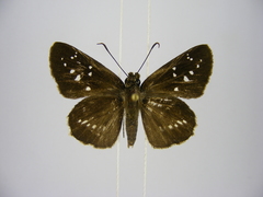 Hypoleucis ophiusa ophir