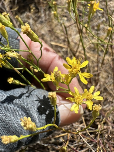 Image of Gutierrezia californica by no rights reserved