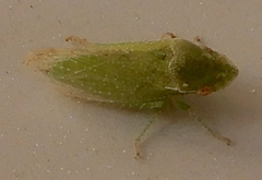 Xerophloea peltata