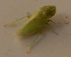 Xerophloea peltata