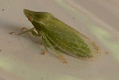 Xerophloea peltata