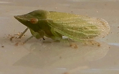 Xerophloea peltata