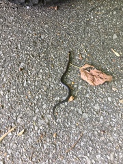 Diadophis punctatus stictogenys