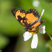 Mariposa de Parche Bordeado Sudemaricano - Photo (c) Greg Lasley, algunos derechos reservados (CC BY-NC), subido por Greg Lasley