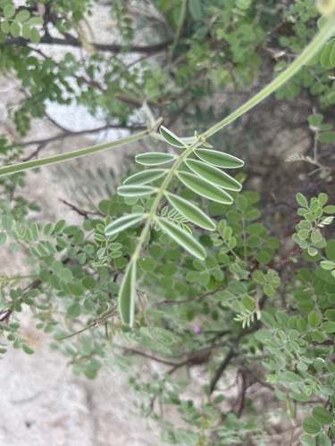 Image of Tephrosia palmeri by no rights reserved