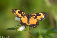 Chlosyne lacinia saundersi