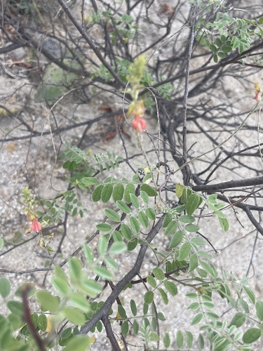 Image of Indigofera fruticosa by no rights reserved
