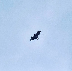 Pteropus seychellensis seychellensis