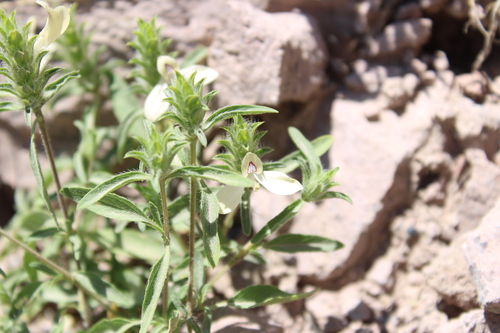 Image of Tetramerium nervosum by (c) Rodolfo Maximiliano Gutiérrez-Sánchez, some rights reserved (CC BY)