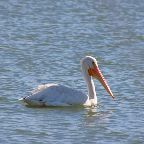 iNaturalist observation photo of American White Pelican