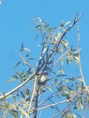 Phoenicurus ochruros