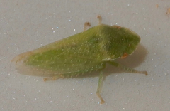 Xerophloea peltata