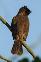 Pycnonotus barbatus tricolor