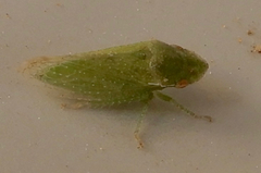 Xerophloea peltata