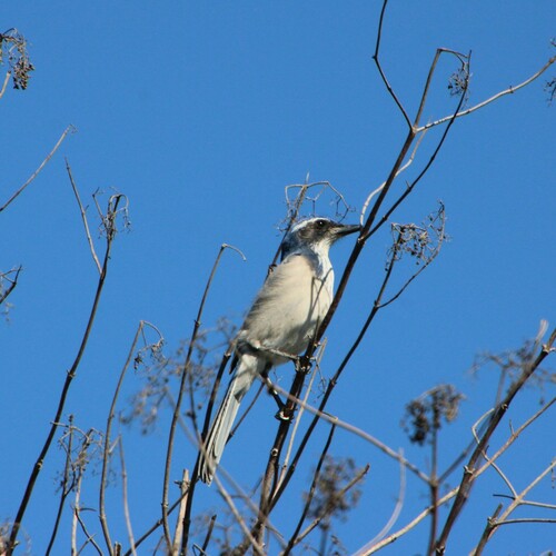 iNaturalist observation photo of California Scrub-Jay