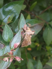 Chrysodeixis chalcites