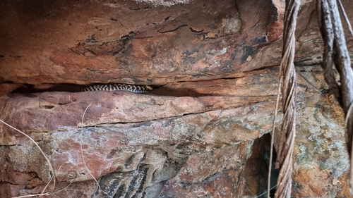 Brown Tree Snake sighting
