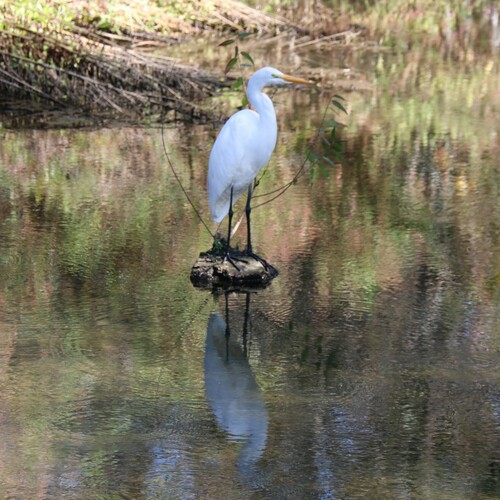 iNaturalist observation photo of Great Egret
