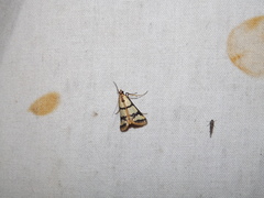 Metallarcha eurychrysa