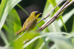 Geothlypis aequinoctialis