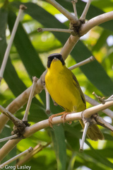 Geothlypis aequinoctialis