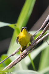Geothlypis aequinoctialis