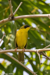 Geothlypis aequinoctialis