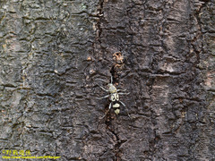 Chlorophorus signaticollis