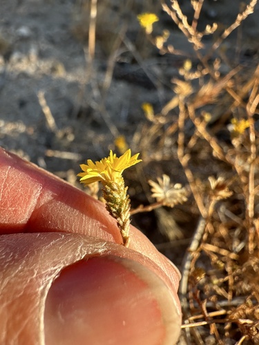 Image of Lessingia glandulifera by no rights reserved