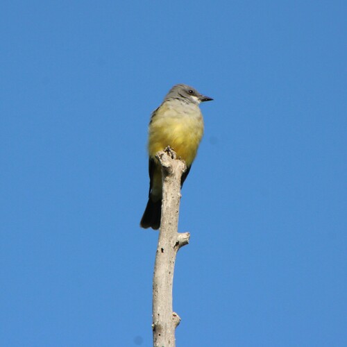 iNaturalist observation photo of Cassin's Kingbird