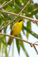 Geothlypis aequinoctialis