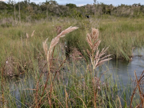 Image of Erianthus giganteus by (c) Damien Wallace, some rights reserved (CC BY)