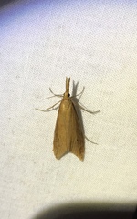 Donacaula melinellus