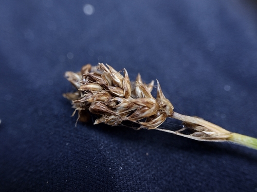 Carex nervina, 2024-10-15