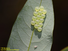 Tessaratoma papillosa