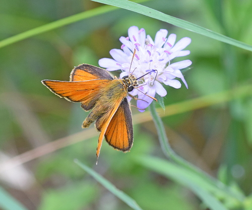 Raudonbuožis Storgalvis nuotrauka