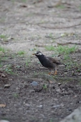 Spodiopsar cineraceus