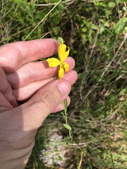 Ludwigia virgata
