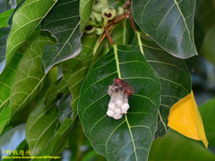 Polistes