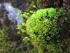 Conostomum tetragonum