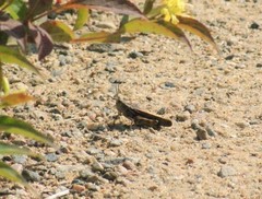 Pardalophora apiculata