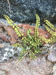 Asplenium trichomanes