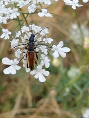 Stenopterus ater