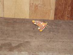 Hypsidia erythropsalis
