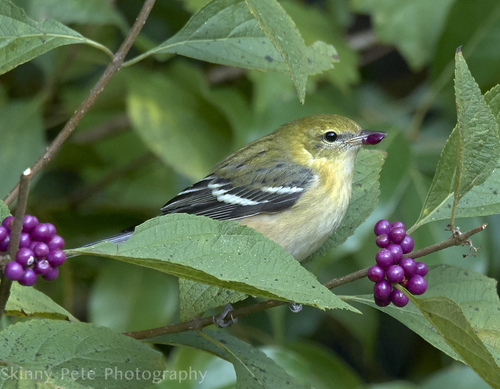 Bay-breasted Warbler, Volusia County, FL, USA, photo 10 of 10